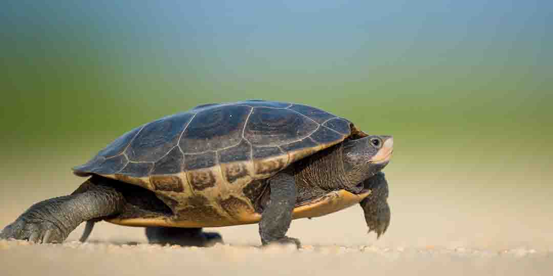 Turtle walking slowly