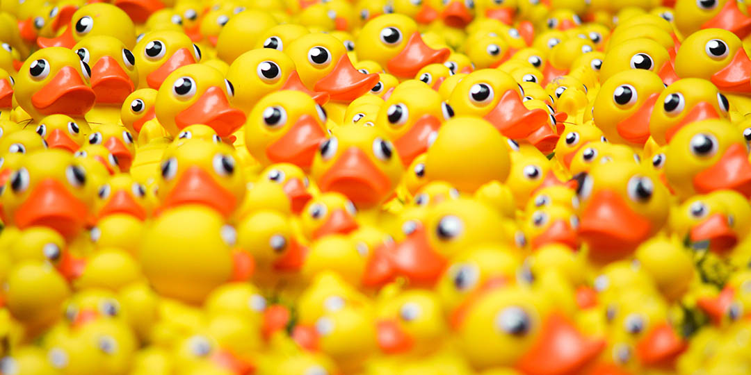 Crowd of yellow rubber duckies